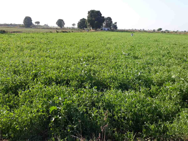  80 Acre Agricultural/Farm Land for Sale in Dahanu, Palghar