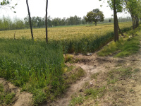 Agricultural Land for Sale in Bhagwanpur, Roorkee
