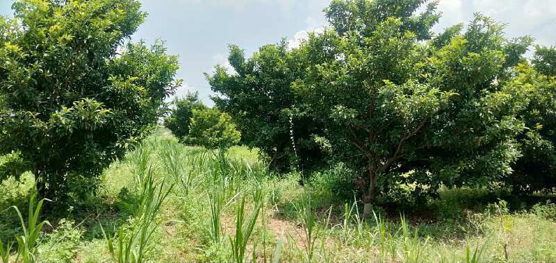  Agricultural Land 23 Acre for Sale in Orvakal, Kurnool