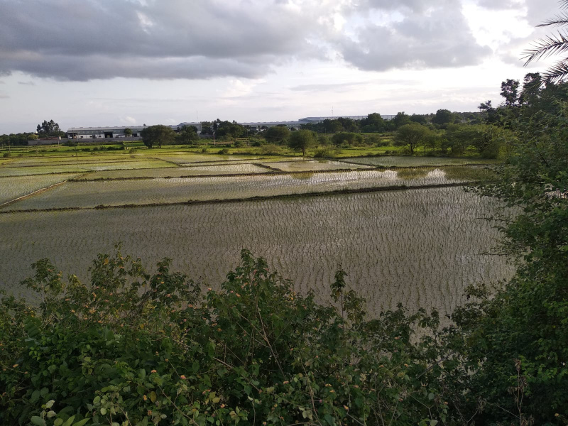  Agricultural Land 3630 Sq. Yards for Sale in Medchal, Hyderabad