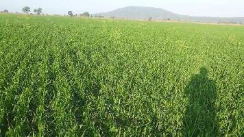  Agricultural Land for Rent in Indore Bypass Road, Bhopal