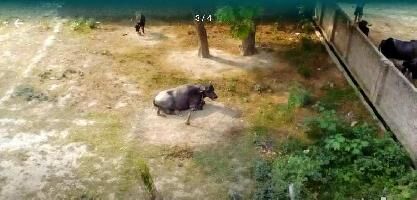 3 BHK Farm House for Sale in Nidhauli Kalan, Etah