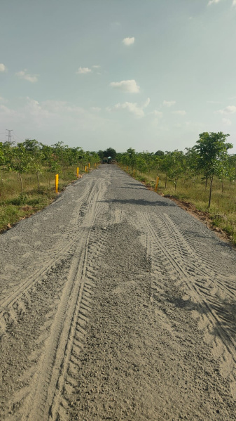  Residential Plot 11 Cent for Sale in Podili, Prakasam