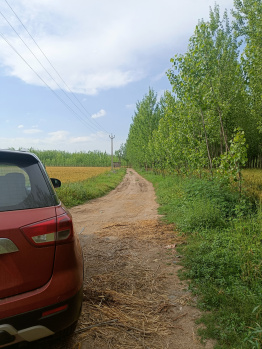  Agricultural Land for Sale in Ropar, Rupnagar