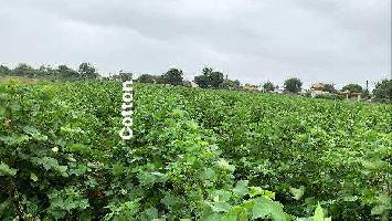  Agricultural Land for Sale in Anjar, Kutch