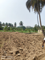  Agricultural Land for Sale in Bargur, Krishnagiri