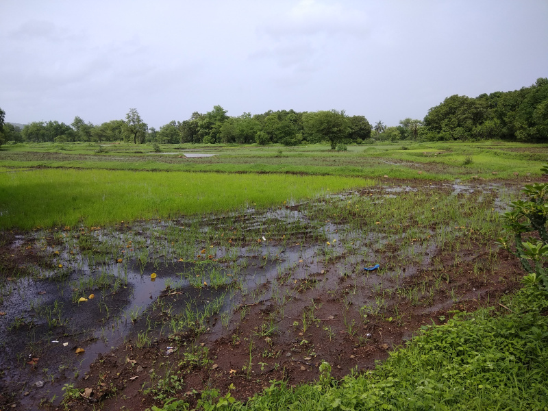  Commercial Land 17000 Sq.ft. for Sale in Old Dhamtari Road, Raipur