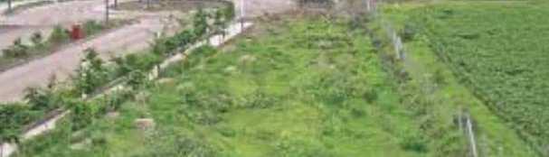  Agricultural Land for Sale in Sirhind Road, Patiala