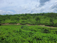 Agricultural Land for Sale in Bankim Nagar, Siliguri
