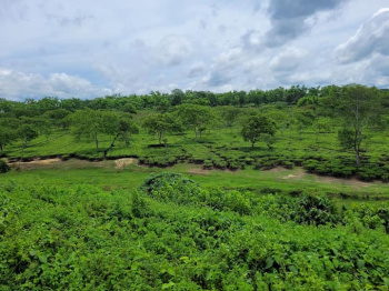  Agricultural Land for Sale in Bankim Nagar, Siliguri