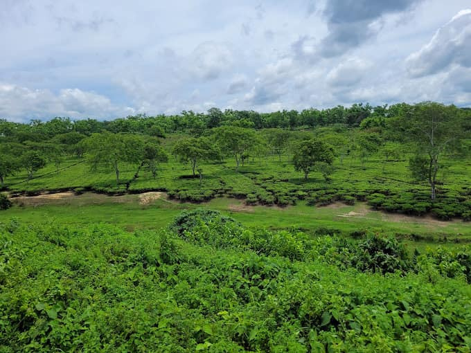  Agricultural Land 2700 Ares for Sale in Bankim Nagar, Siliguri