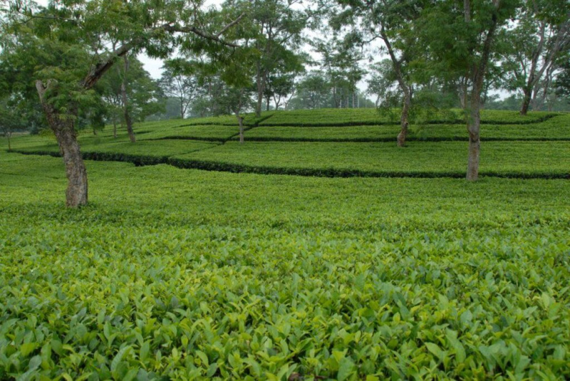  Agricultural Land 2700 Ares for Sale in Bankim Nagar, Siliguri