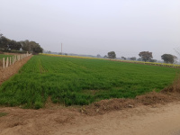  Agricultural Land for Sale in Ferozepur Jhirka, Nuh
