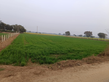  Agricultural Land for Sale in Ferozepur Jhirka, Nuh