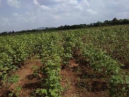  Agricultural Land for Sale in Khambha, Rajkot