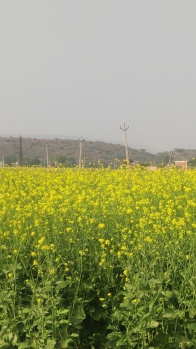  Agricultural Land for Sale in Naugaon, Alwar