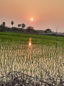  Agricultural Land for Sale in Kavali, Nellore