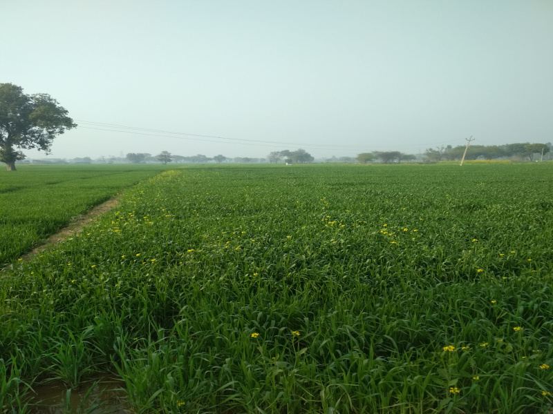  22 Bigha Agricultural/Farm Land for Sale in Harduaganj, Aligarh
