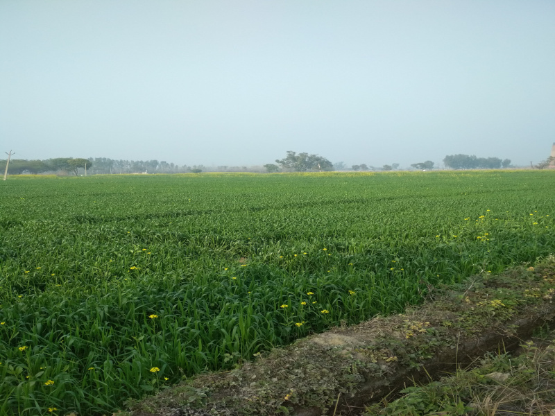  22 Bigha Agricultural/Farm Land for Sale in Harduaganj, Aligarh