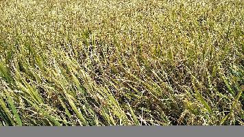  Agricultural Land for Sale in Shorapur, Yadgir