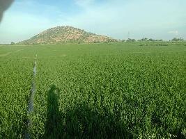  Agricultural Land for Sale in Manvi, Raichur