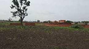  Agricultural Land for Sale in Basavana, Bijapur