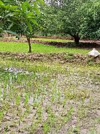  Agricultural Land for Sale in Sathupally, Khammam