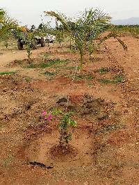  Agricultural Land for Sale in Yerpadu, Chittoor