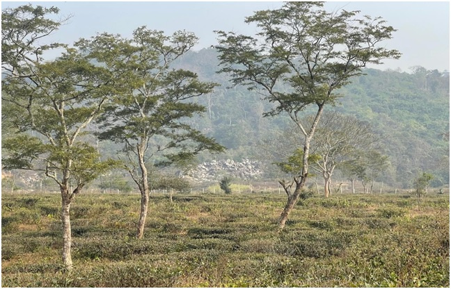  Agricultural Land 1200 Bigha for Sale in Haibargaon, Nagaon