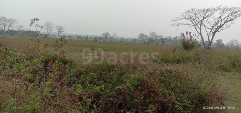  Agricultural Land 2400 Bigha for Sale in Lala, Hailakandi