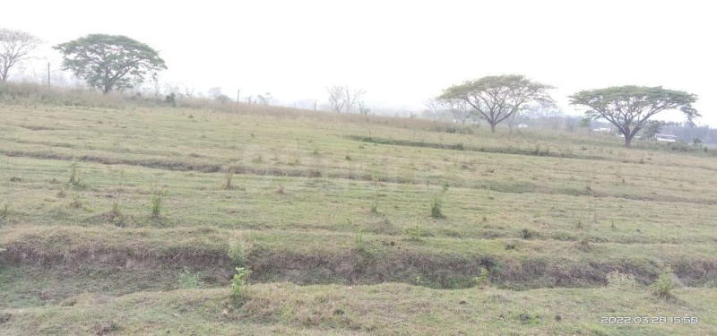  Agricultural Land 2400 Bigha for Sale in Lala, Hailakandi