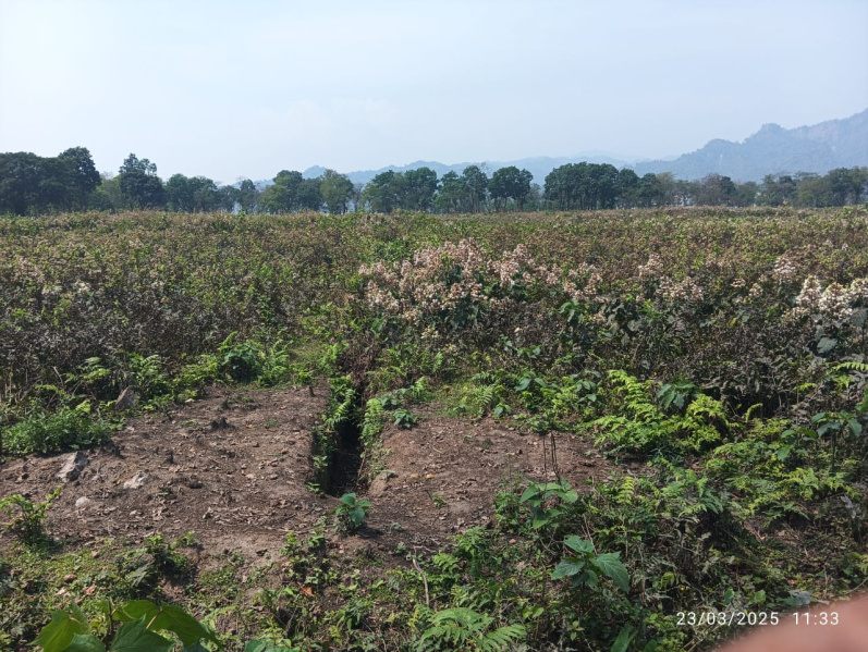  Agricultural Land 1197 Acre for Sale in Gairkata, Jalpaiguri