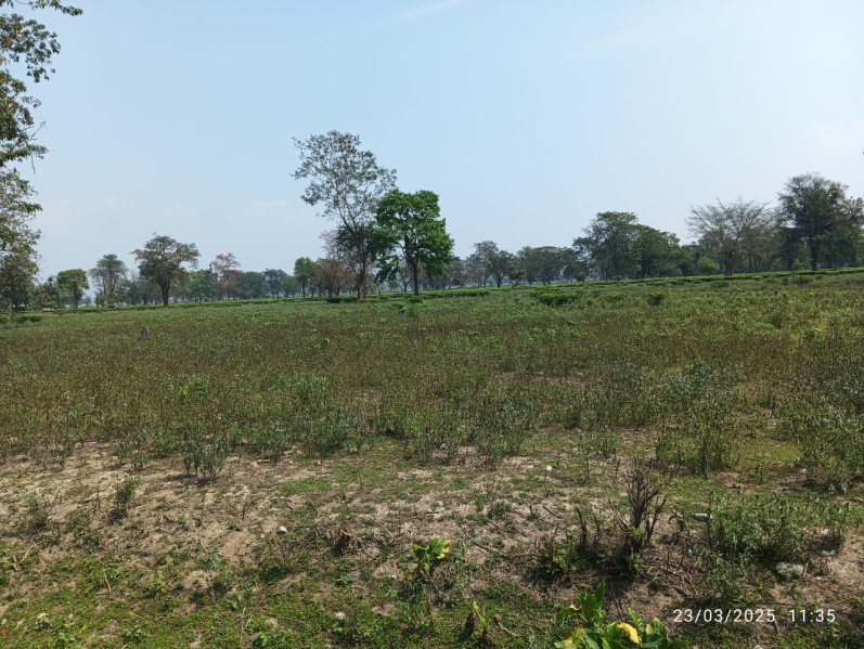  Agricultural Land 1197 Acre for Sale in Gairkata, Jalpaiguri