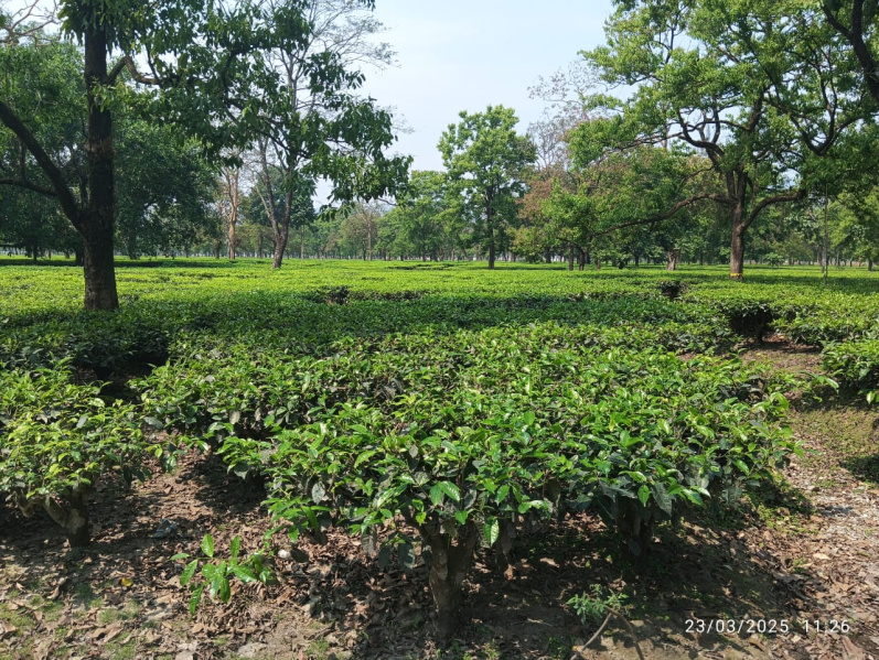  Agricultural Land 1197 Acre for Sale in Gairkata, Jalpaiguri