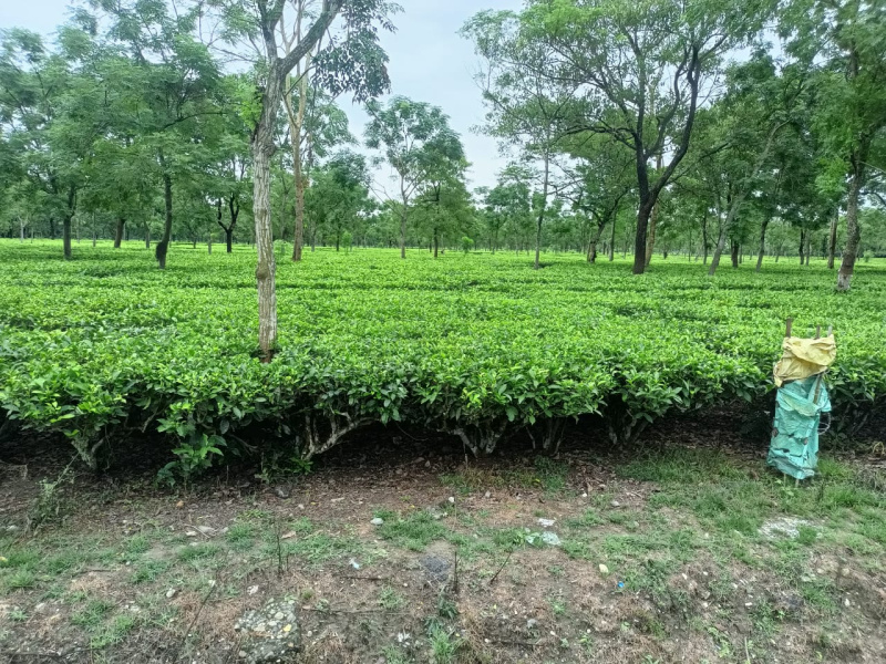  Agricultural Land 34 Acre for Sale in Malbazar, Jalpaiguri