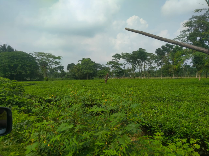  Agricultural Land 34 Acre for Sale in Malbazar, Jalpaiguri