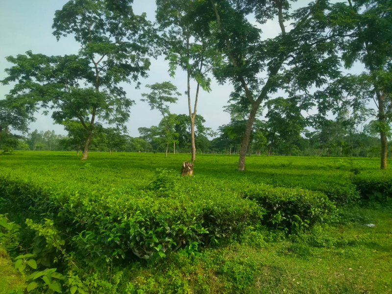 Agricultural Land 34 Acre for Sale in Malbazar, Jalpaiguri