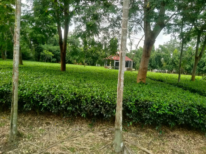  Agricultural Land 65 Acre for Sale in Malbazar, Jalpaiguri