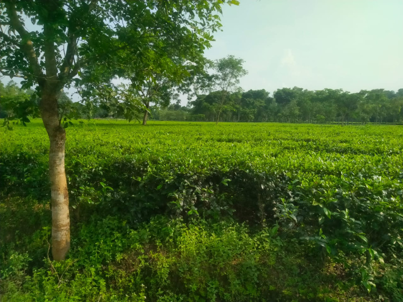  Agricultural Land 65 Acre for Sale in Malbazar, Jalpaiguri