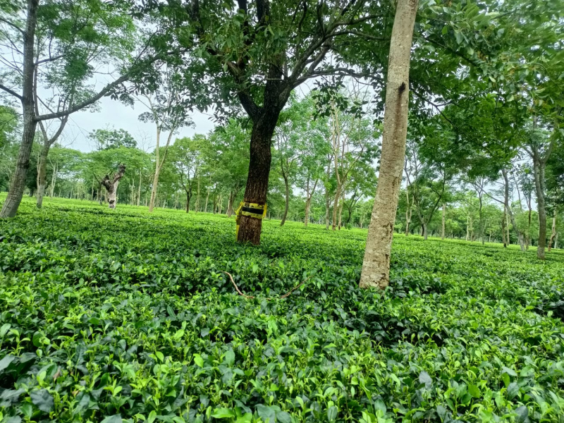  1504 Hectares Agricultural/Farm Land for Sale in Kadamtala, Jalpaiguri