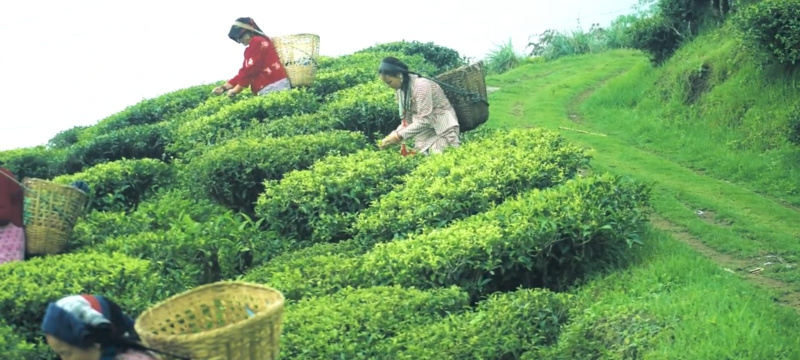  400 Acre Agricultural/Farm Land for Sale in Naxalbari, Darjeeling
