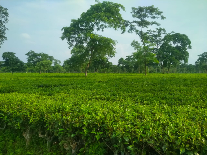  400 Acre Agricultural/Farm Land for Sale in Naxalbari, Darjeeling