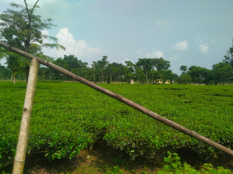  782 Hectares Agricultural/Farm Land for Sale in Malbazar, Jalpaiguri