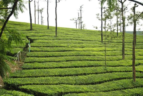  5846 Acre Agricultural/Farm Land for Sale in Valparai, Coimbatore