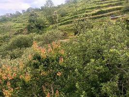  Agricultural Land for Sale in Hartola, Nainital, 