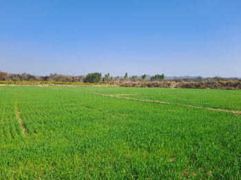  Agricultural Land for Sale in Bahoriband, Katni
