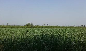  Agricultural Land for Rent in Panruti, Cuddalore