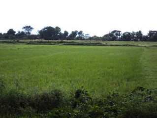 Agricultural Land 10800 Sq.ft. for Sale in Champadali, Barasat, Kolkata