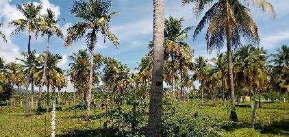  Agricultural Land for Sale in Natham, Dindigul