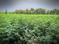  Agricultural Land for Sale in Arni Road, Yavatmal